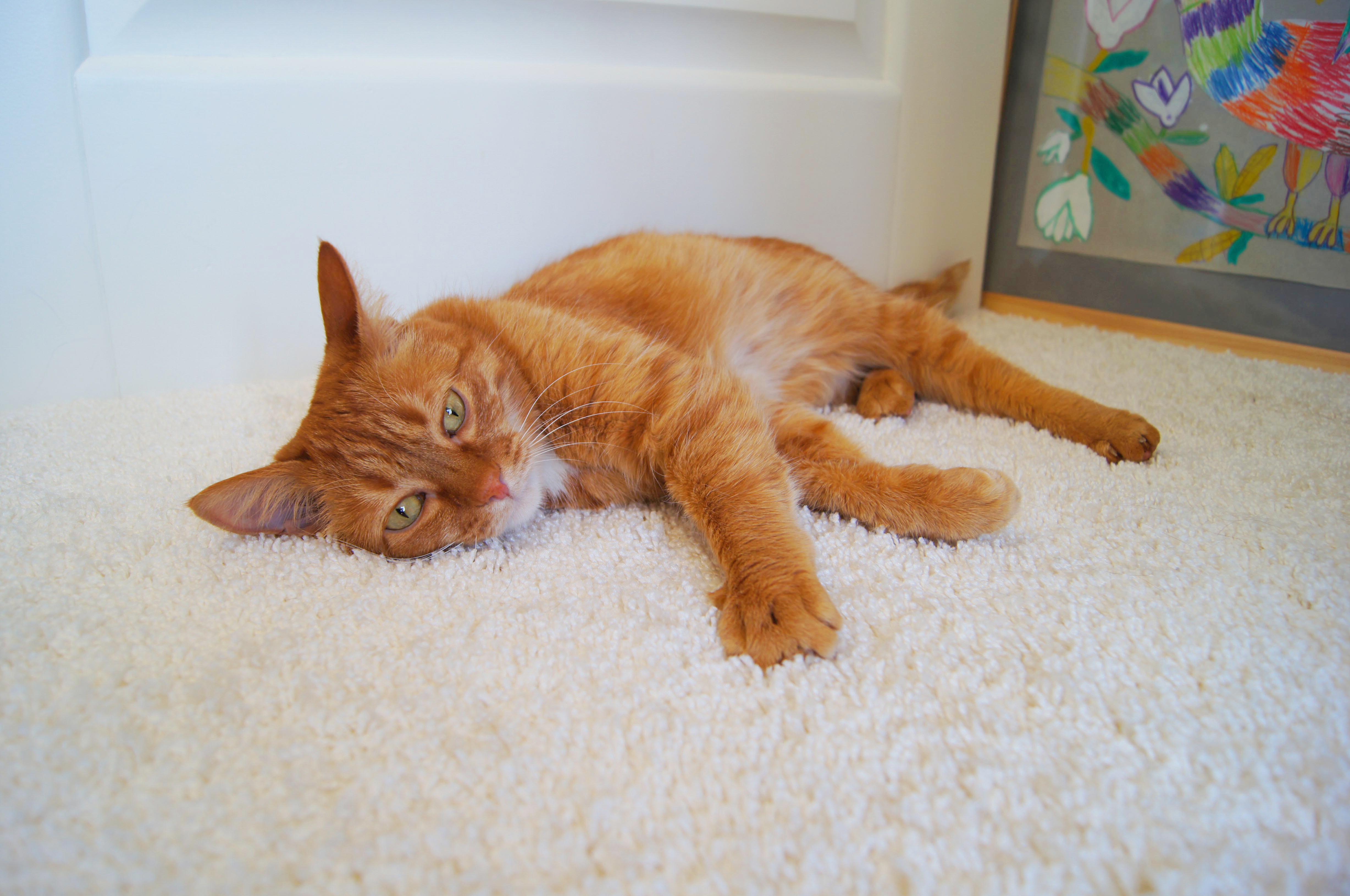 Ковролин "Зартекс" Amarena 057 темно-палевый (4м) — купить в Белгороде